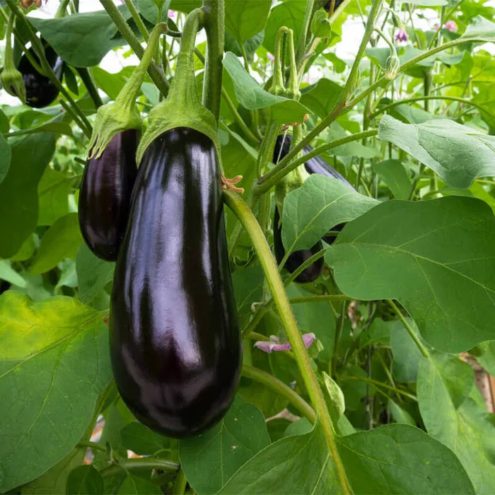 Black Beauty Eggplant Seeds