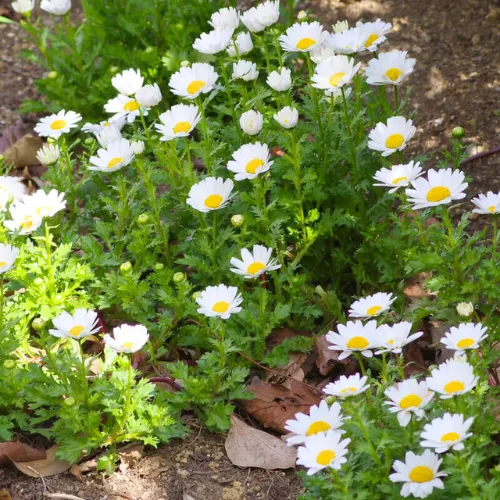 Creeping Daisy Seeds