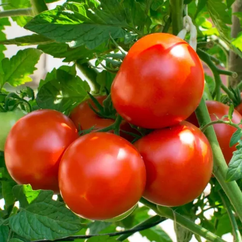 Homestead Tomato Seeds