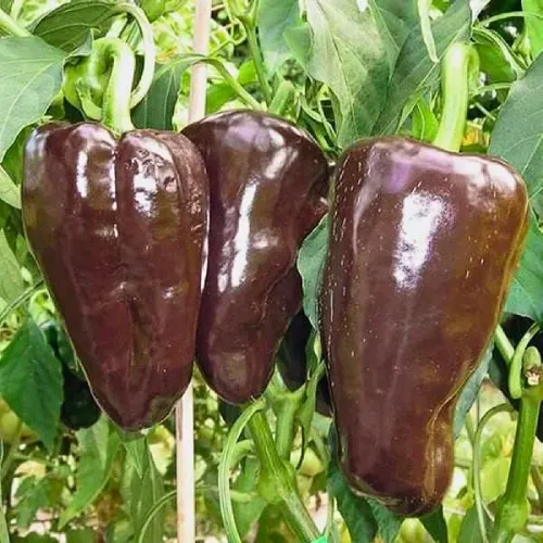 Mulato Isleno Hot Pepper Seeds